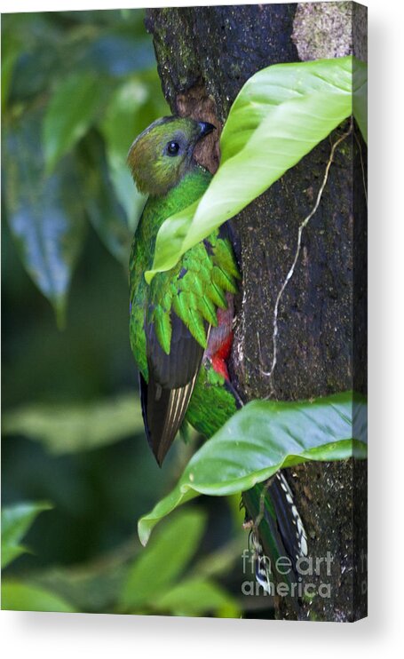 Bird Acrylic Print featuring the photograph Female Quetzal at nest site by Heiko Koehrer-Wagner