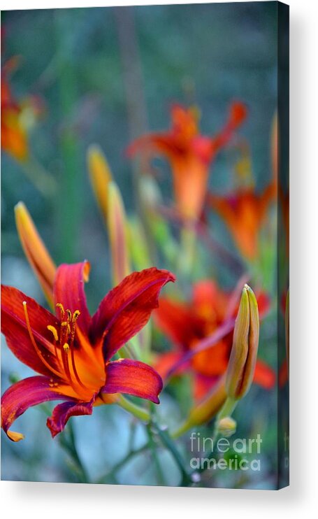 Red Acrylic Print featuring the photograph Fire Red Lilies by AE Hansen