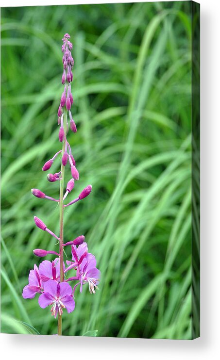 Alaska Acrylic Print featuring the photograph Fireweed by Lisa Phillips