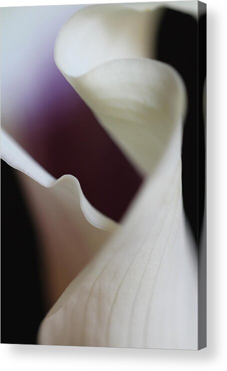 White Acrylic Print featuring the photograph Floral Forms of a Calla Lily by Juergen Roth