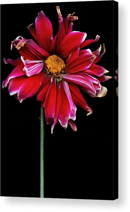 Flower Acrylic Print featuring the photograph Flower - Bad hair day by Mike Savad