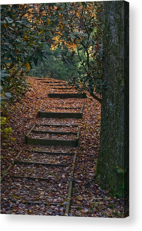 Forest Acrylic Print featuring the photograph Forest Climb by Darlene Bell