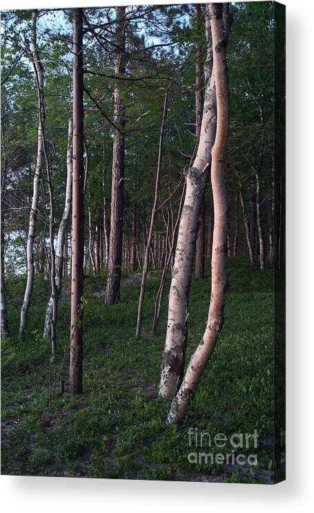 National Park Acrylic Print featuring the photograph Forest, Shore Of Lake Superior by Ted Kinsman