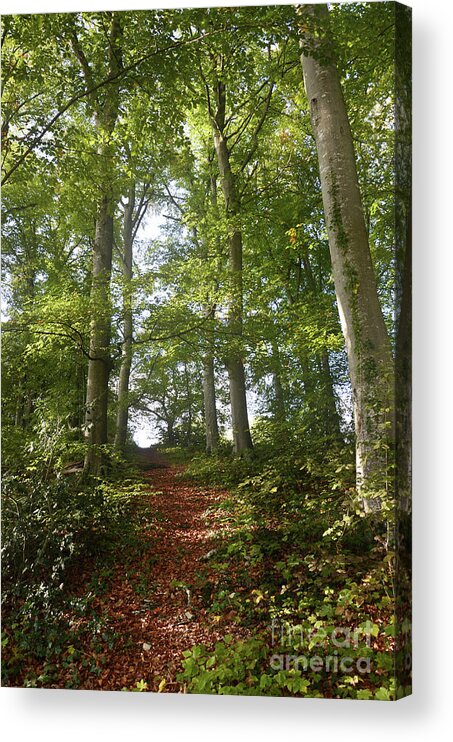 Photograph Acrylic Print featuring the photograph Forest Way by Bruno Santoro