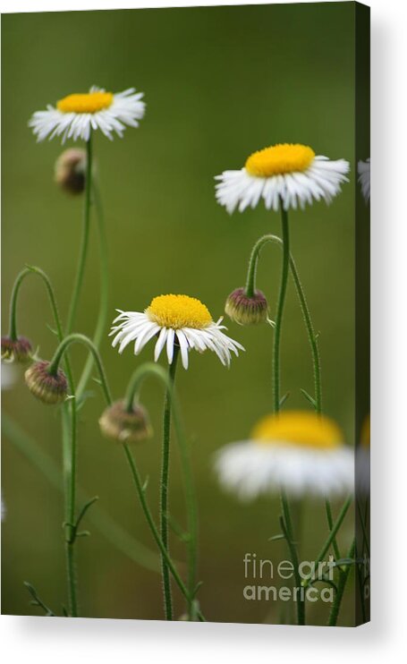 Daisy Acrylic Print featuring the photograph Four Sisters by Julie Lueders 