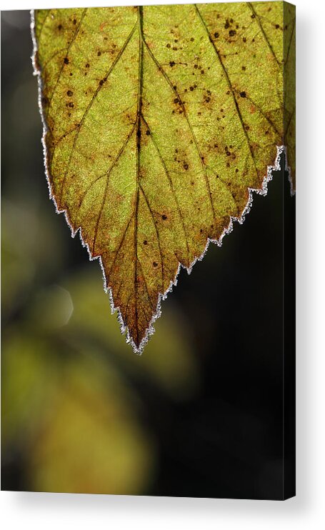 Autumn Acrylic Print featuring the photograph Frost rimmed leaf in fall by Ulrich Kunst And Bettina Scheidulin