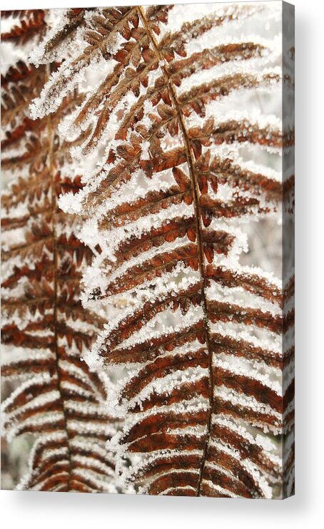 Frosty Fern Acrylic Print featuring the photograph Frosty Fern by Michael Standen Smith