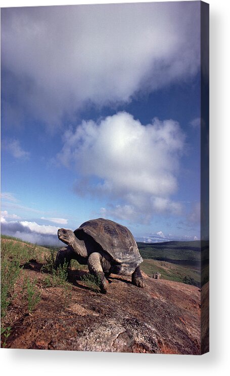Mp Acrylic Print featuring the photograph Galapagos Tortoise on Isla Isabella by Tui De Roy