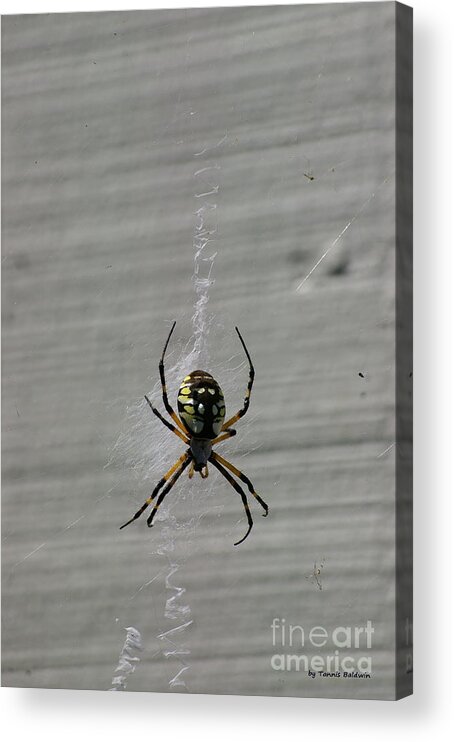 Spider Acrylic Print featuring the photograph Garden Spider by Tannis Baldwin