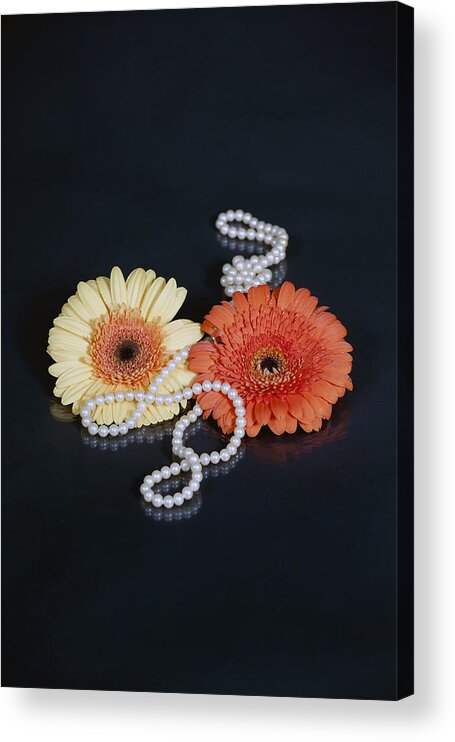Gerbera Acrylic Print featuring the photograph Gerberas With Pearls by Joana Kruse