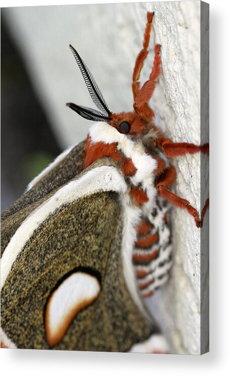  Acrylic Print featuring the photograph Giant Silkworm Moth 13 by Mark J Seefeldt