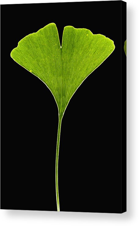 00476886 Acrylic Print featuring the photograph Ginkgo Leaf by Piotr Naskrecki