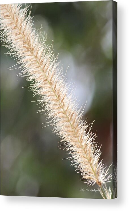 Light Acrylic Print featuring the photograph Golden Light by Amy Gallagher