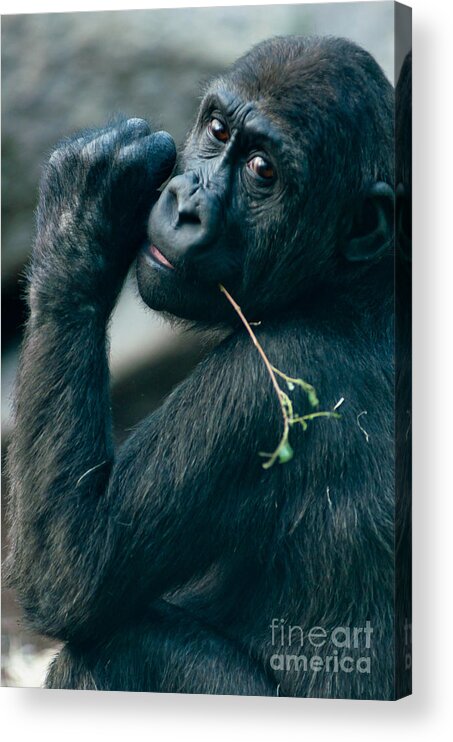 Adult Acrylic Print featuring the photograph Gorilla has a snack by Andrew Michael