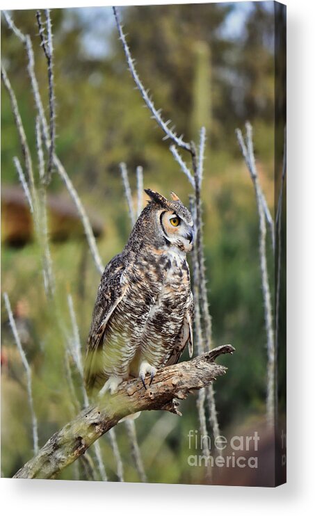 Owl Acrylic Print featuring the photograph Great Horned Owl II by Donna Greene