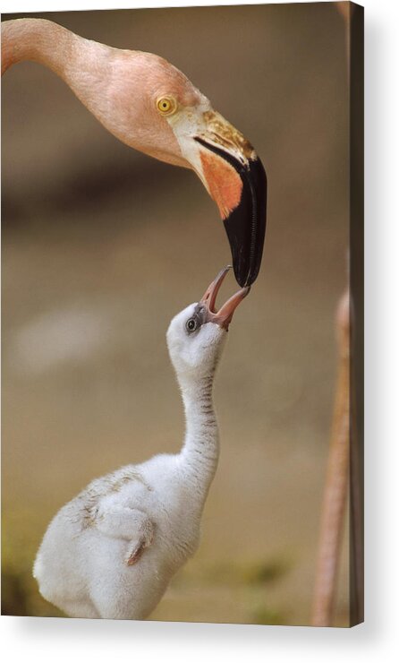00171968 Acrylic Print featuring the photograph Greater Flamingo Mother And Chick by Tim Fitzharris