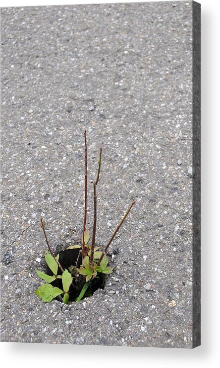 Hope Acrylic Print featuring the photograph Green plant grey tarmac - symbol for hope survival confidence by Matthias Hauser