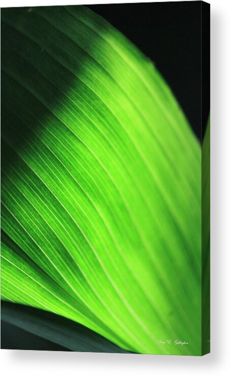 Leaf Acrylic Print featuring the photograph Green Wave by Amy Gallagher