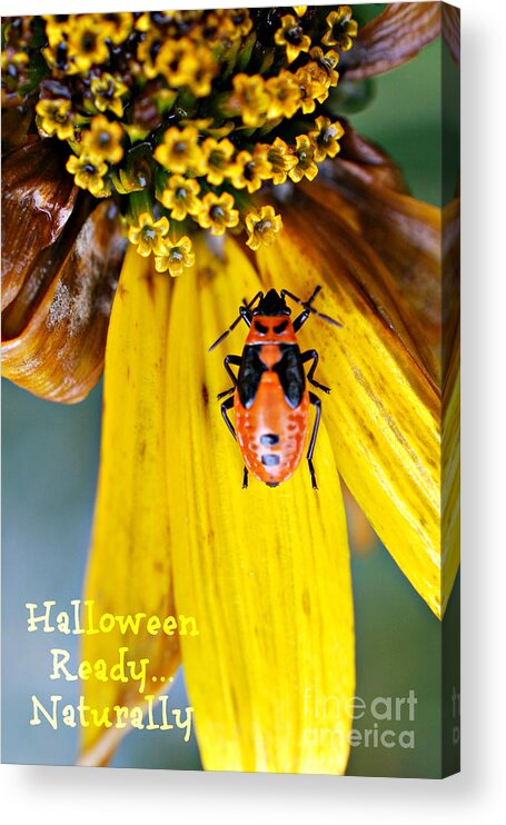 Halloween Ready Naturally Orange Insect On Yellow Flower Print Acrylic Print featuring the photograph Halloween Ready Naturally  by Lila Fisher-Wenzel