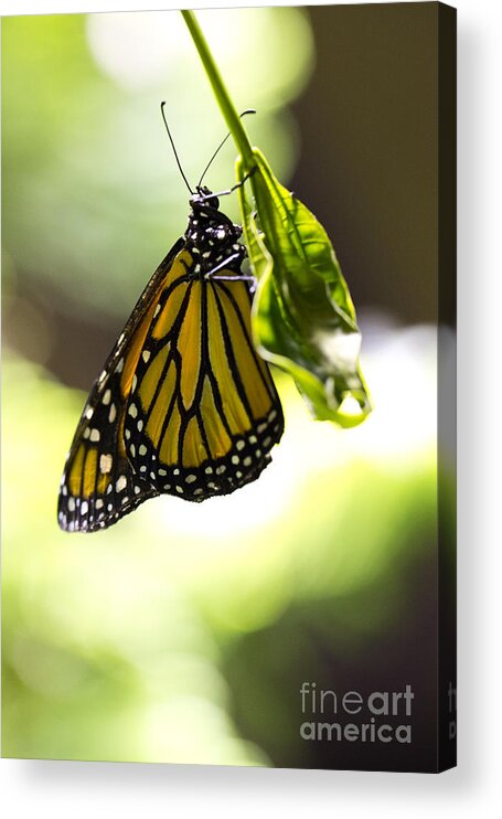 Butterfly Acrylic Print featuring the photograph Hanging on by Leslie Leda