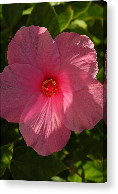 Hibiscus Acrylic Print featuring the photograph Hibiscus by David Weeks