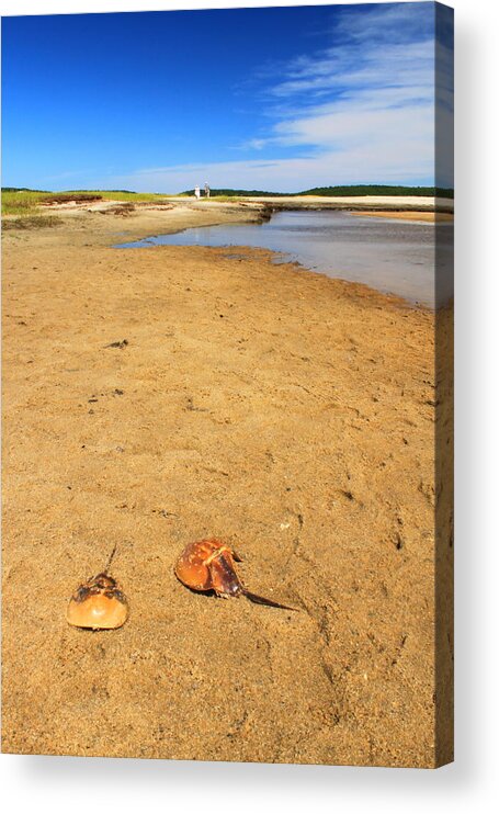 Cape Cod Acrylic Print featuring the photograph Horseshoe Crabs Wellfleet Bay by John Burk