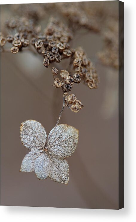 Plant Acrylic Print featuring the photograph Hydrangea arborescens Dry Flower Head In Winter by Daniel Reed