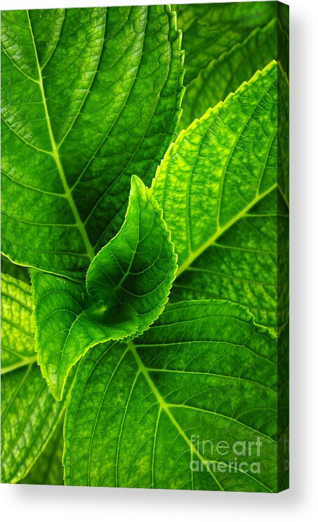 Background Acrylic Print featuring the photograph Hydrangea Leaves by Carlos Caetano