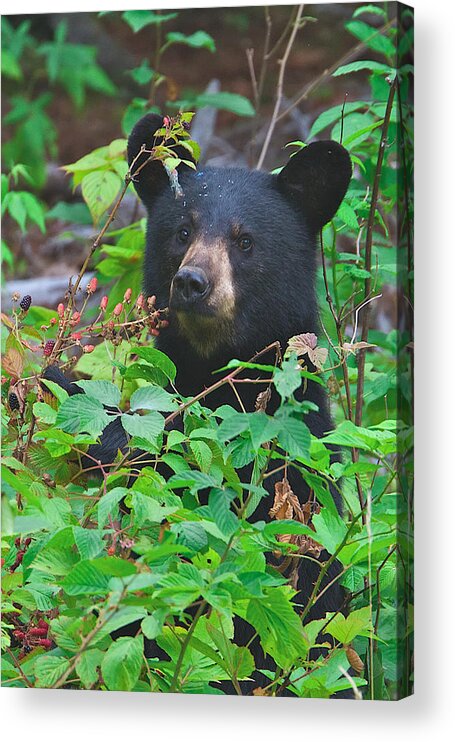 Berry Acrylic Print featuring the photograph I See You by Dale J Martin