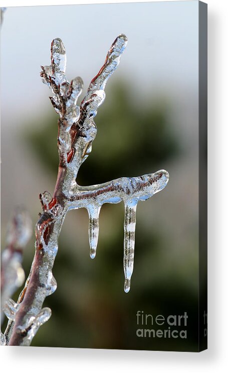 Ice Acrylic Print featuring the photograph Icy Branch-7529 by Gary Gingrich Galleries