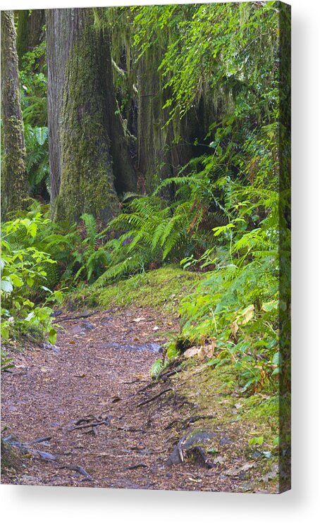 Redwoods Acrylic Print featuring the photograph In the Redwoods by Eva Jo Wu