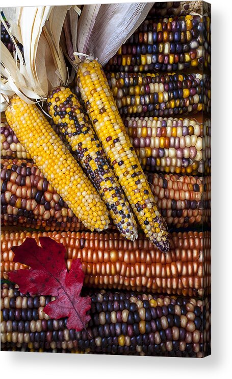 Indian Corn Acrylic Print featuring the photograph Indian corn by Garry Gay