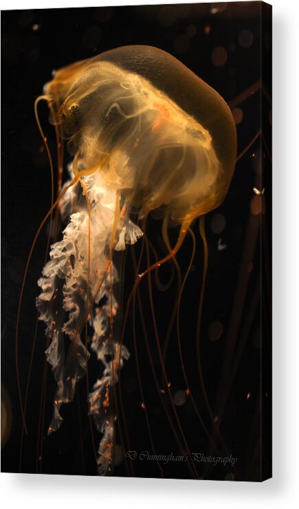 Jellyfish Acrylic Print featuring the photograph Jellyfish by Dorothy Cunningham