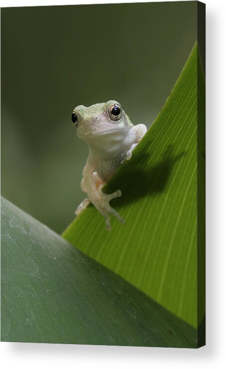 Grey Treefrog Acrylic Print featuring the photograph Juvenile Grey Treefrog by Daniel Reed