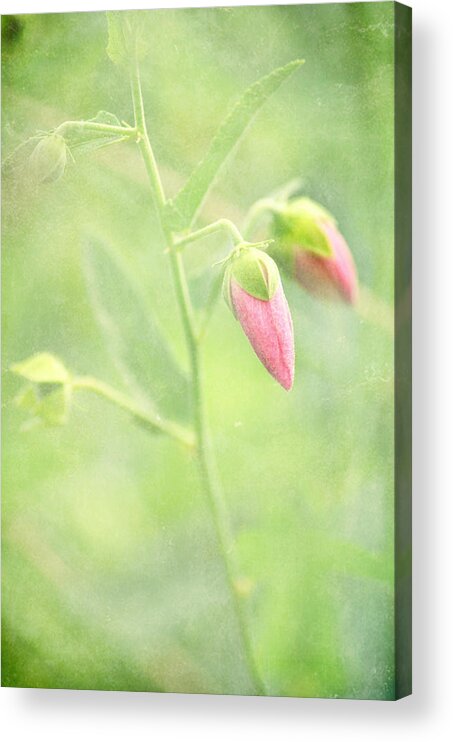Flowers Acrylic Print featuring the photograph Keep Love in Your Heart by Robin Dickinson