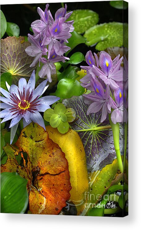 Exotic Acrylic Print featuring the photograph Lillies No. 6 by Anne Klar