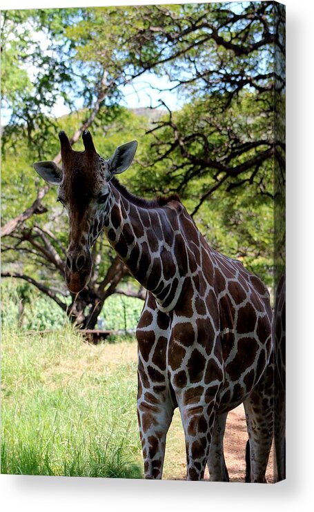 Giraffe Acrylic Print featuring the photograph Lily by Elizabeth Doran