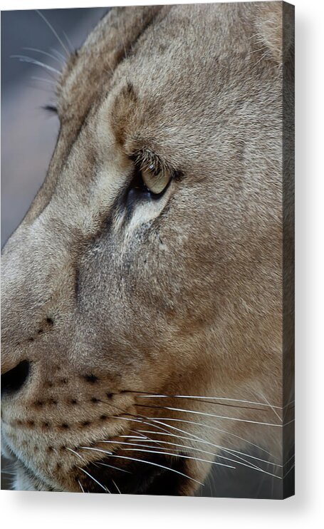 Lion Acrylic Print featuring the photograph Lion Portrait by James Woody