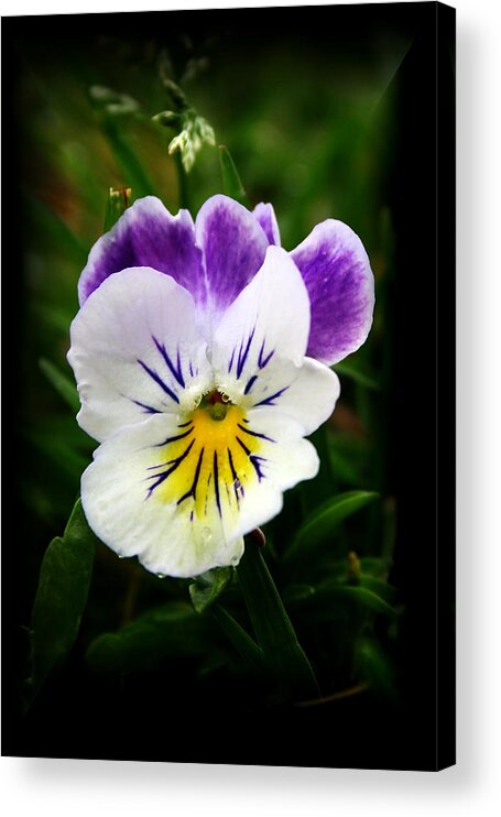 Pansy Acrylic Print featuring the photograph Little Pansy2 by Karen Harrison Brown