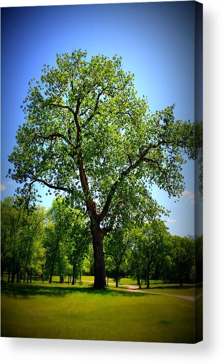 Park Acrylic Print featuring the photograph Old Green Tree by Inspired Arts