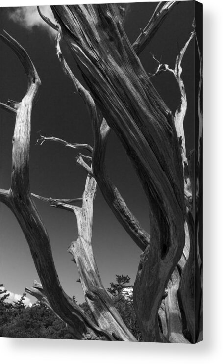 Black Acrylic Print featuring the photograph Lone Tree by David Gleeson