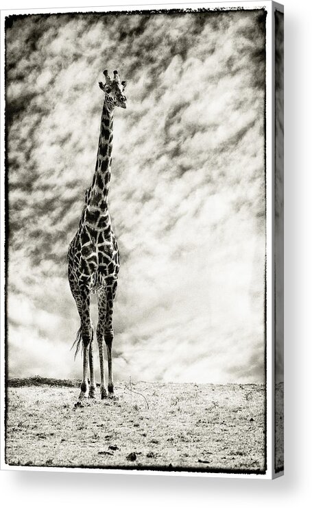 Africa Acrylic Print featuring the photograph Male Giraffe by Perla Copernik