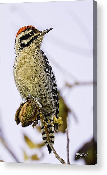 Woodpecker Acrylic Print featuring the photograph Male Ladder Back Woodpecker Eating Pecan by Fred J Lord