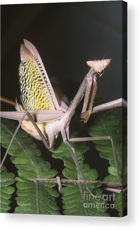 Fauna Acrylic Print featuring the photograph Mantid Defensive Display by Dante Fenolio