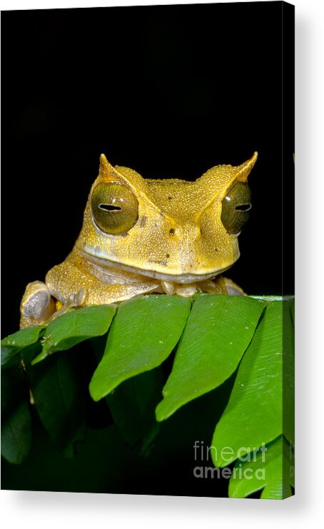 Marsupial Frog Acrylic Print featuring the photograph Marsupial Frog by Dante Fenolio