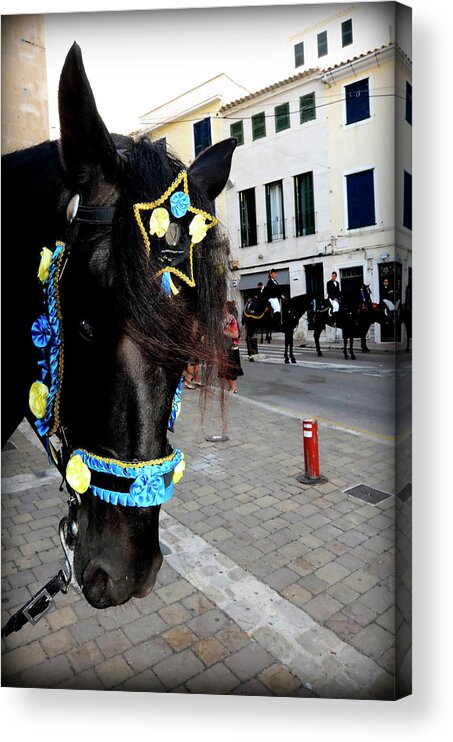Horse Acrylic Print featuring the photograph Menorca Horse 1 by Pedro Cardona Llambias