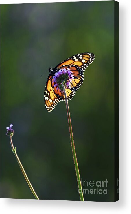 Butterfly Acrylic Print featuring the photograph Monarch butterfly 4 by Elena Elisseeva