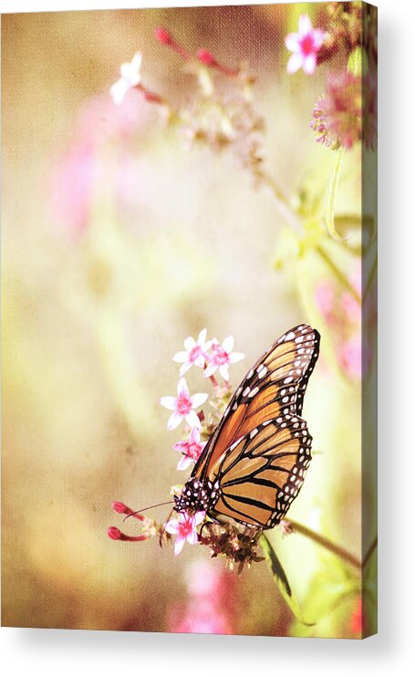 Monarch Acrylic Print featuring the photograph Monarch Canvas by Joel Olives