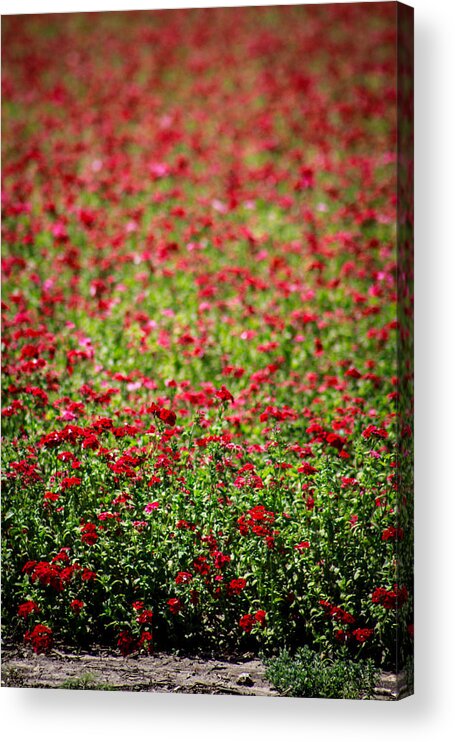 Red Acrylic Print featuring the photograph More Than Red by Chris Multop
