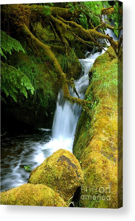 Oregon Waterfall With Moss And Ferns Photograph Acrylic Print featuring the photograph Mossy by Johanne Peale